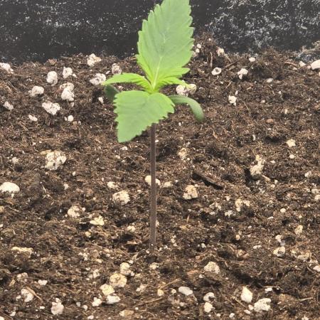 Strawberry Gorilla Auto