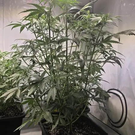 Banana Purple Punch Auto