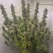 Gorilla Cookies Auto #2