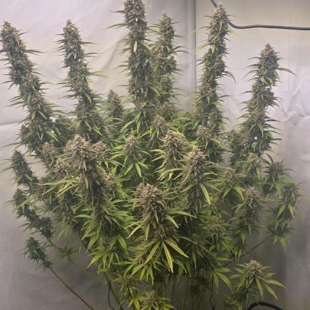 Gorilla Cookies Auto #2