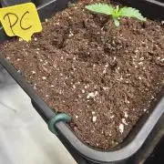 Pound Cake Auto