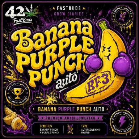 Banana Purple Punch RF3 Auto