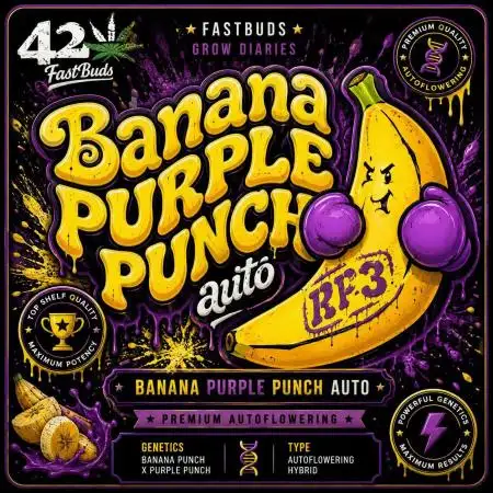 Banana Purple Punch RF3 Auto