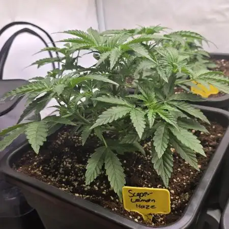Super Lemon Haze Auto