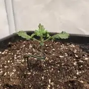 Tropicanna Poison XL Auto