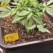 Frostbanger Auto
