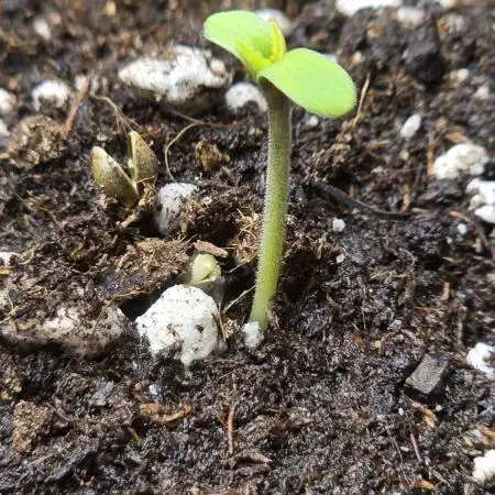 Banana Purple Punch Auto