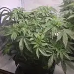 Super Lemon Haze Auto