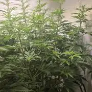 Gorilla Cookies Auto #2