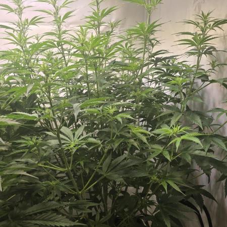 Gorilla Cookies Auto #2