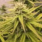 Super Lemon Haze Auto
