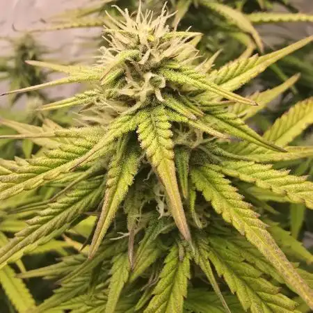 Super Lemon Haze Auto