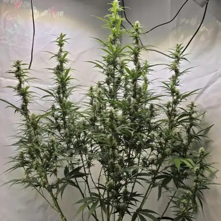 Gorilla Z auto