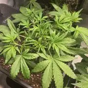 Strawberry Gorilla Auto