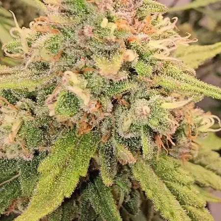 Gorilla Cookies Auto