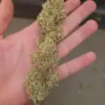 Gorilla Cookies Auto