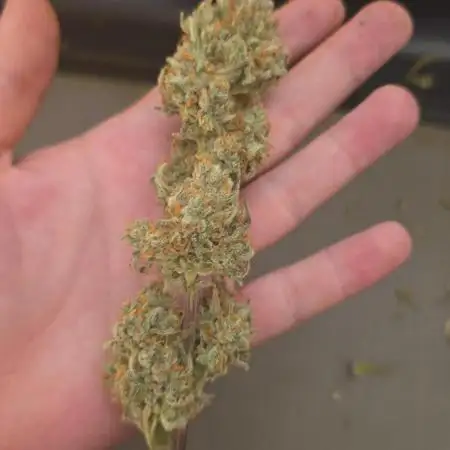 Gorilla Cookies Auto