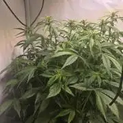 Frostbanger Auto