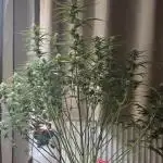 Tropicana Cookies Auto