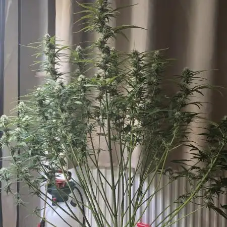Tropicana Cookies Auto