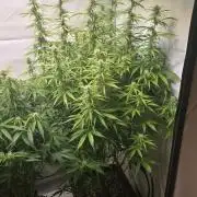 Gorilla Cookies Auto #2