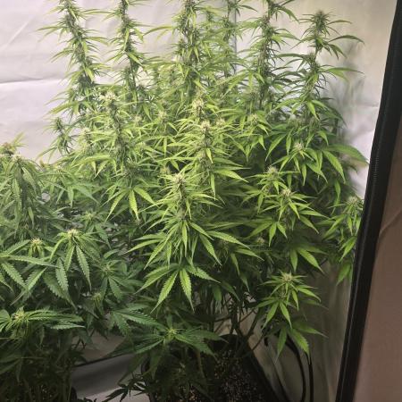 Gorilla Cookies Auto #2