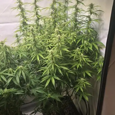 Gorilla Cookies Auto #2