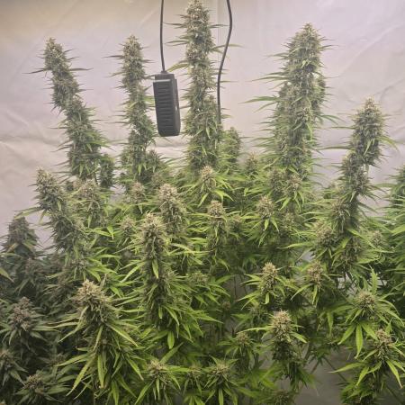 Gorilla Cookies Auto #2