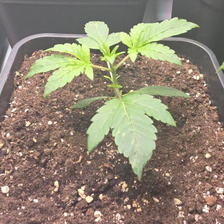 Lemon Cherry Gelato Auto