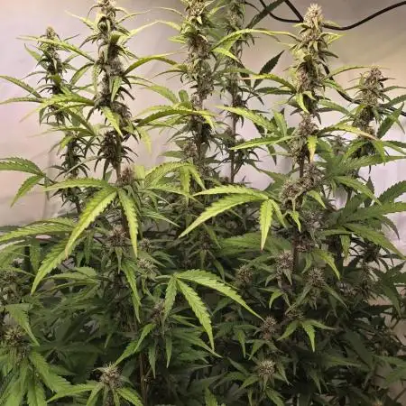 Banana Purple Punch Auto