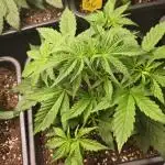 Gorilla Cookies Auto #2