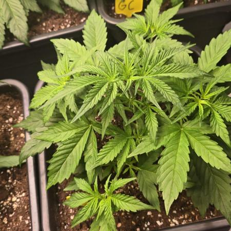 Gorilla Cookies Auto #2