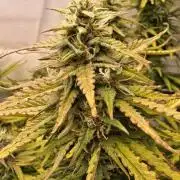 Super Lemon Haze Auto