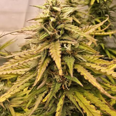 Super Lemon Haze Auto