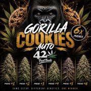 Gorilla Cookies Auto phenohunt #5