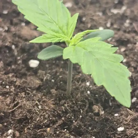 Gorilla Cookies Auto #2