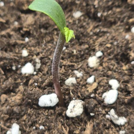 Lemon Cherry Gelato Auto