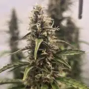 Gorilla Z auto