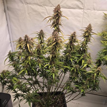 Tropicana Cookies Auto