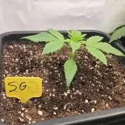 Strawberry Gorilla Auto