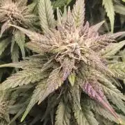 Banana Purple Punch RF3 Auto