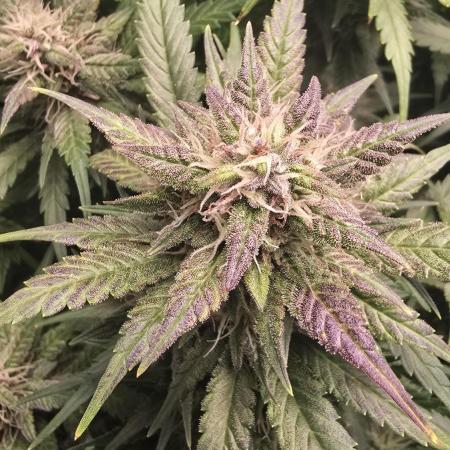 Banana Purple Punch RF3 Auto