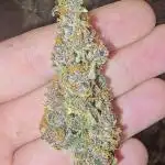 Banana Purple Punch Auto