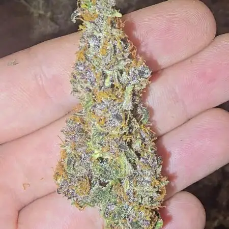 Banana Purple Punch Auto