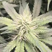 Banana Purple Punch RF3 Auto