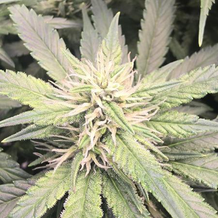 Banana Purple Punch RF3 Auto