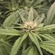 Banana Purple Punch RF3 Auto