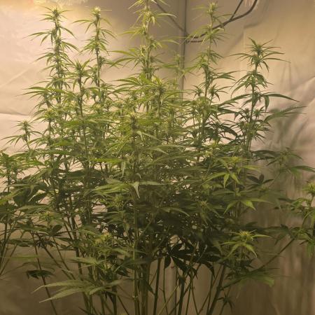 Gorilla Cookies Auto #2