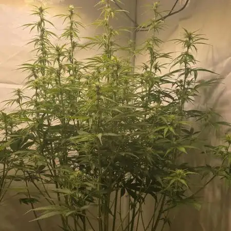 Gorilla Cookies Auto #2