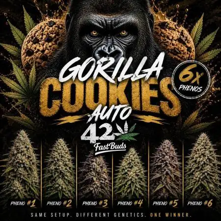 Gorilla Cookies Auto phenohunt #6